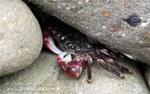 stripedshorecrab07-13-13