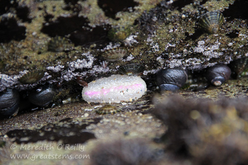 whiteanemone07-13-13