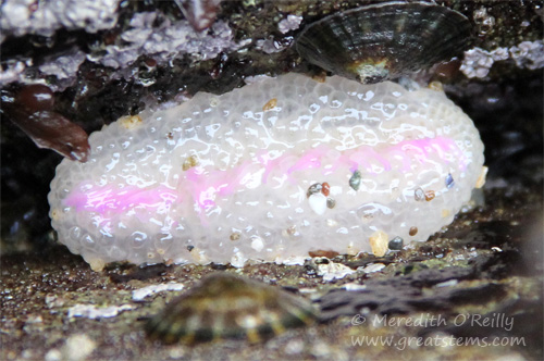 whiteanemoneb07-13-13