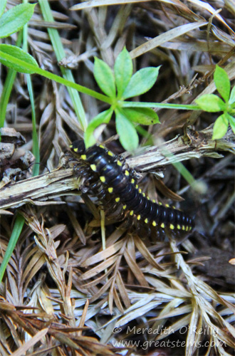 yellowspottedmillipede07-14-13