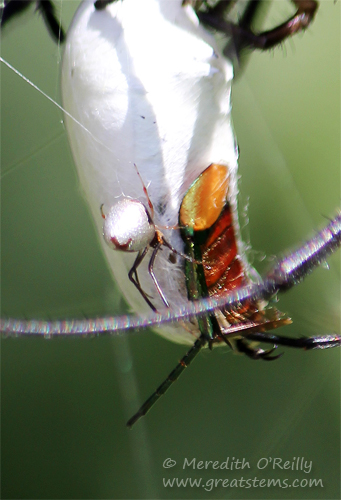 dewdropspider09-07-13