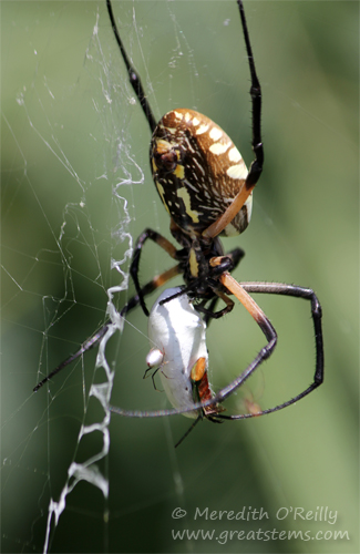 dewdropspiderwithgardenb09-07-13