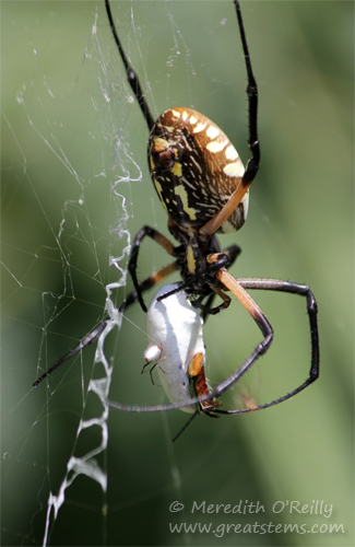 dewdropspiderwithgardenb09-07-13