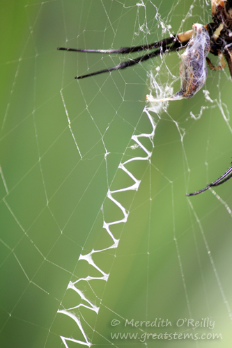 gardenspiderb09-07-13