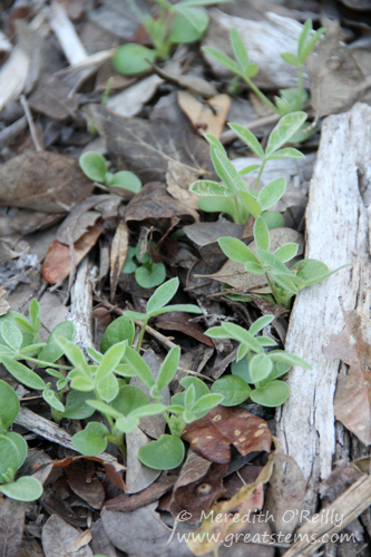 bluebonnetseedlings10-25-13