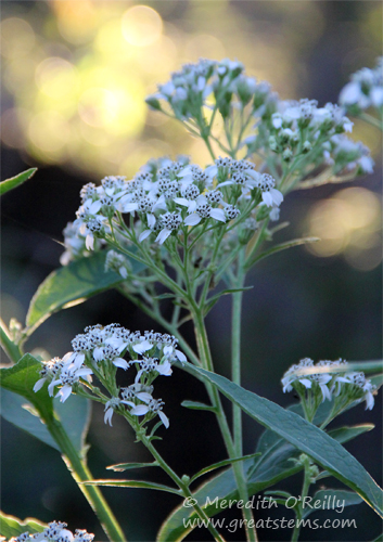 frostweed10-25-13