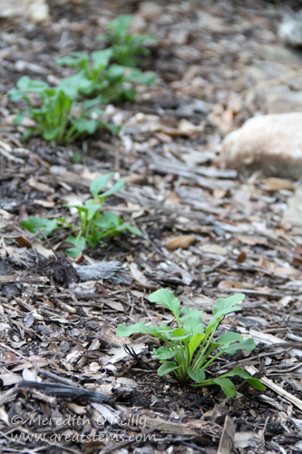 goldengroundsel10-25-13