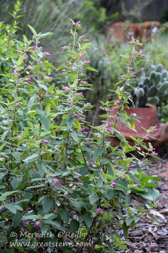 pyramidbush10-25-13