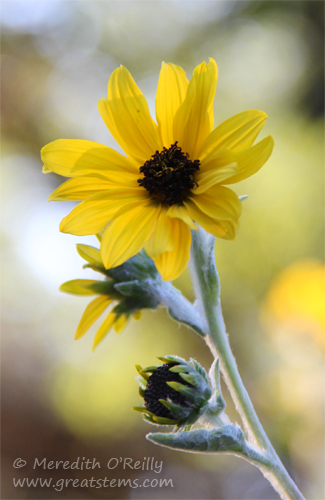 silverleafsunflower10-25-13