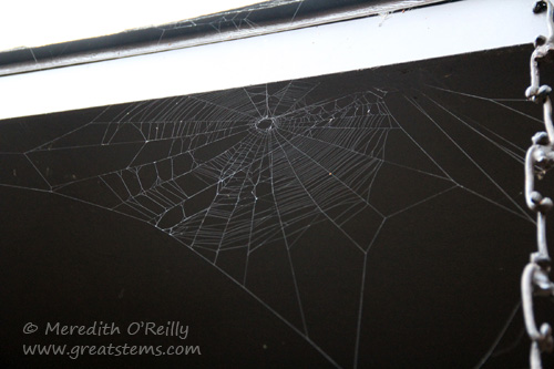 spiderweb10-1-13