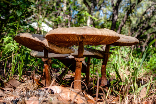 toadstools10-15-13