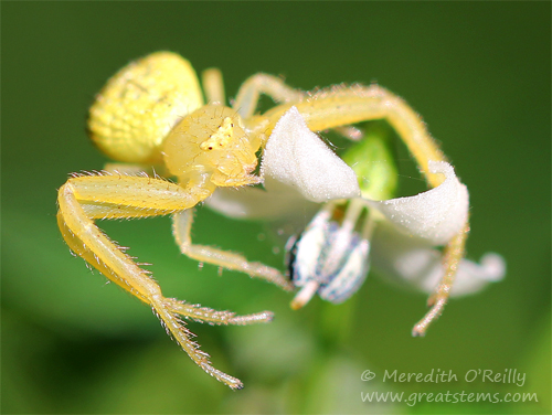 crabspider11-03-13