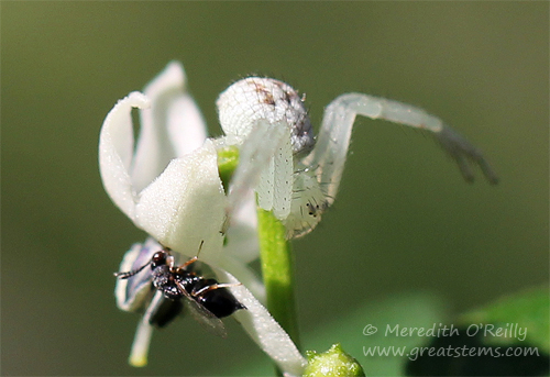 crabspiderc11-03-13