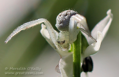 crabspiderg11-03-13