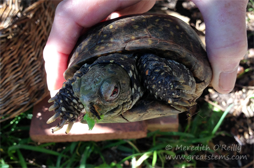 turtles11-04-13