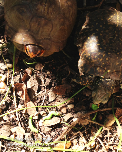 turtlesb11-04-13