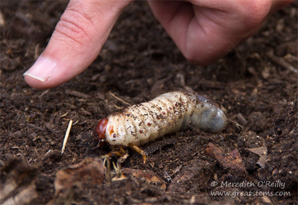 20140928-IMG_1736nativegrassD