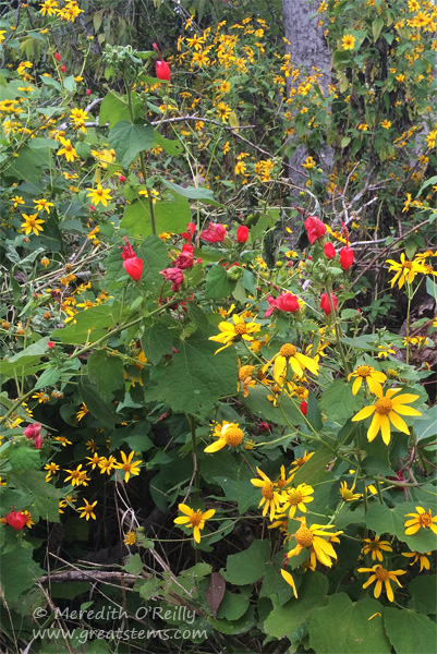 WCPflowers10-19-14