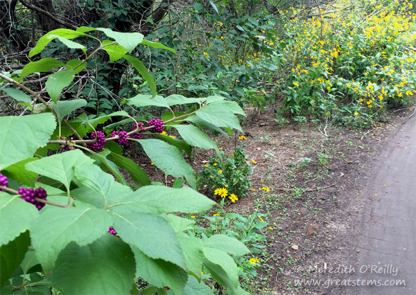 WCPflowersberries10-19-14