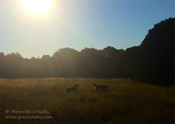 dogsatWCP10-19-14