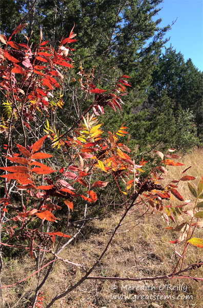 flameleafsumac11-9-14