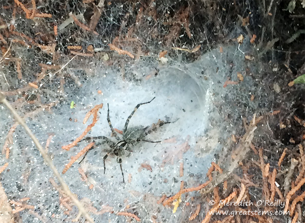 funnelspiderl10-19-14