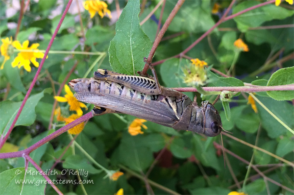 grasshopperatWFC10-24-14