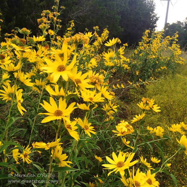 maxsunflowerfall10-19-14