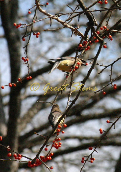 cedarwaxwingh02-22-10