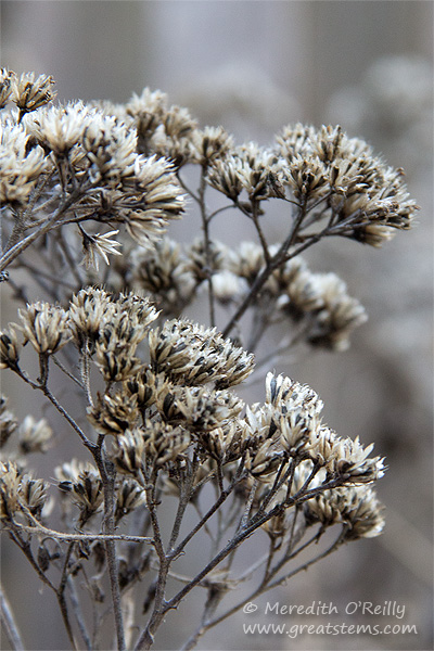 Frostweed (Verbesina virginica L.)