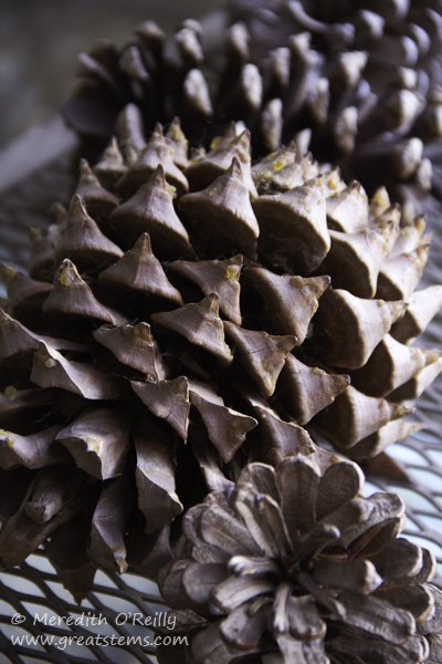 pinecones02-15-15