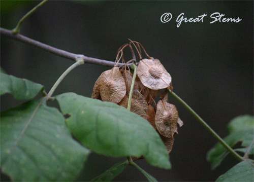 Wafer Ash (Ptelea trifoliata) seeds have circular "wings" to help them flutter to the ground.