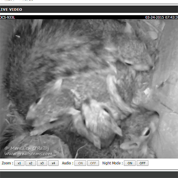 squirrelsowlboxb03-24-15