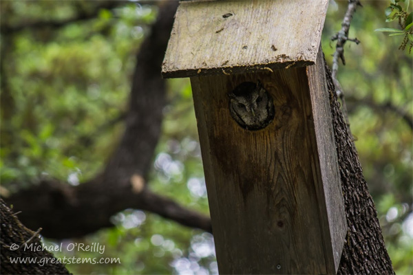 screechowl04-11-15