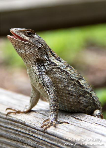 TXspinylizard04-26-15