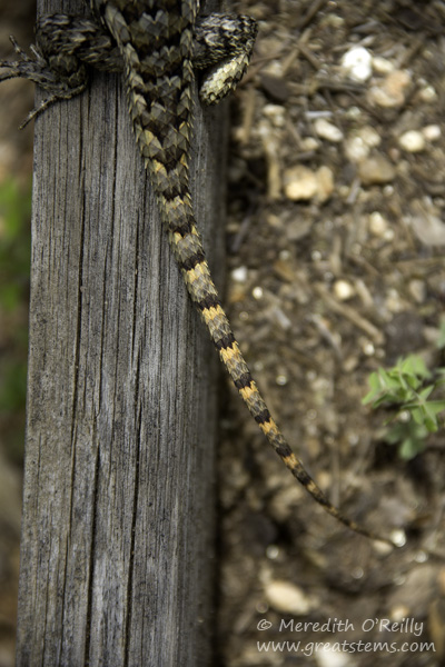 TXspinylizardB04-26-15