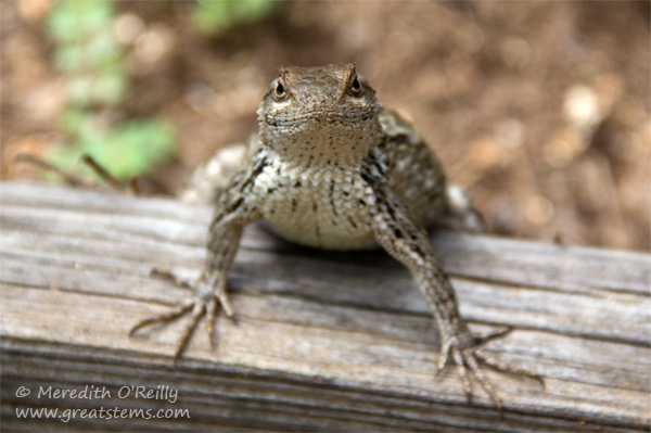 TXspinylizardF04-26-15