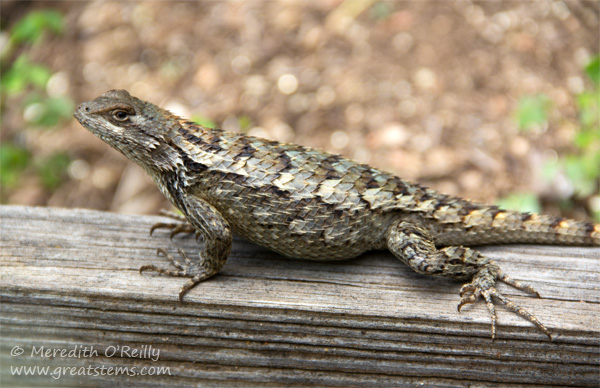 TXspinylizardG04-26-15