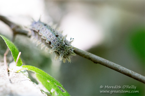 spinyoakslugcaterpillar06-04-15