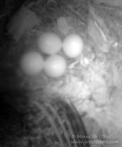4 eggs 04-09-16