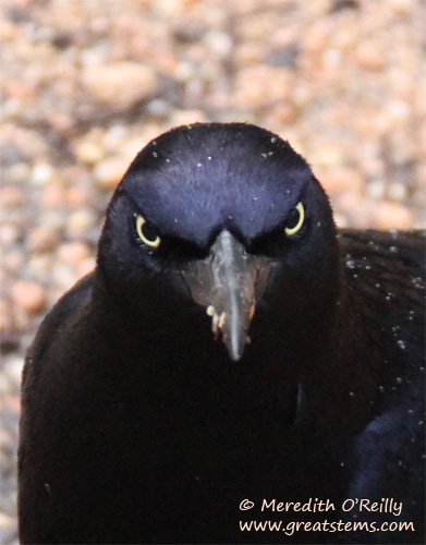 gtgrackle02-18-12.jpg