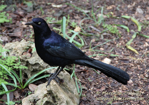 gtgrackleb02-18-12.jpg