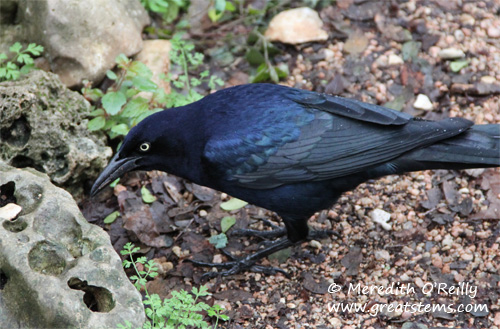 gtgracklec02-18-12.jpg