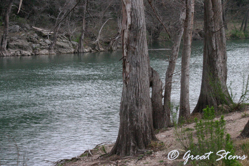 guadalupeb03-17-11.jpg