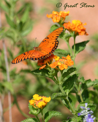 gulffrit09-09-10.jpg