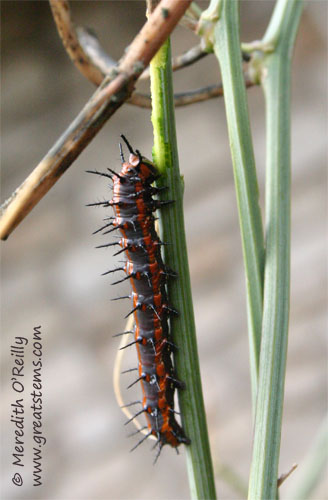 gulffrit12-3-11.jpg