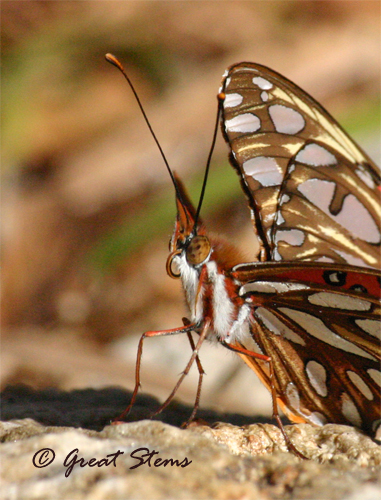 gulffritc12-16-10.jpg