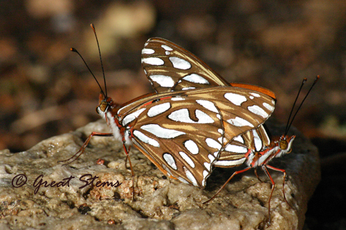 gulffritf12-16-10.jpg