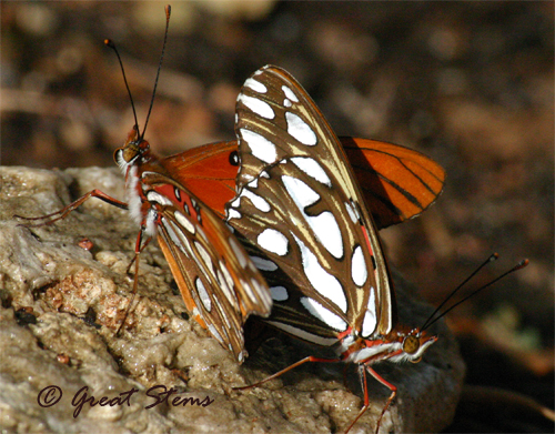 gulffritg12-16-10.jpg