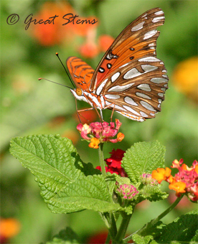 gulffritillary06-21-10.jpg